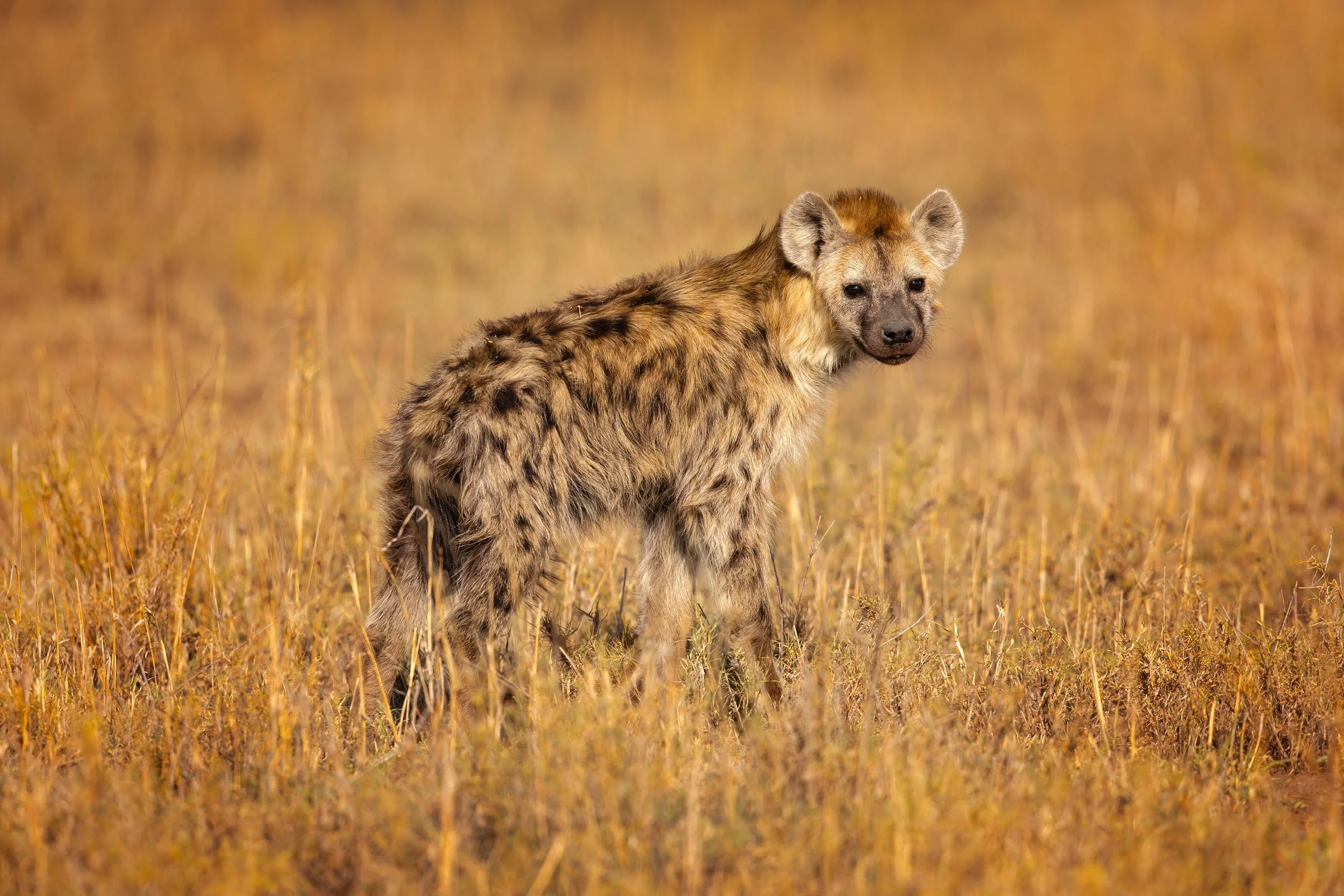 Explained African Wild Dog vs Hyena — Viatu