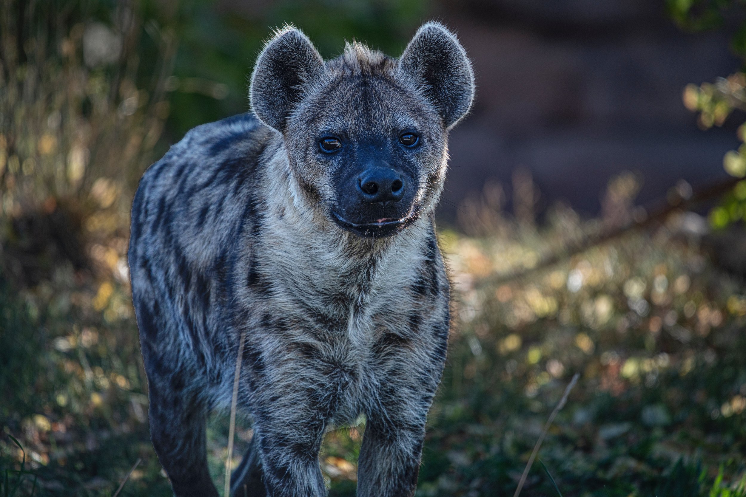 Explained African Wild Dog vs Hyena — Viatu