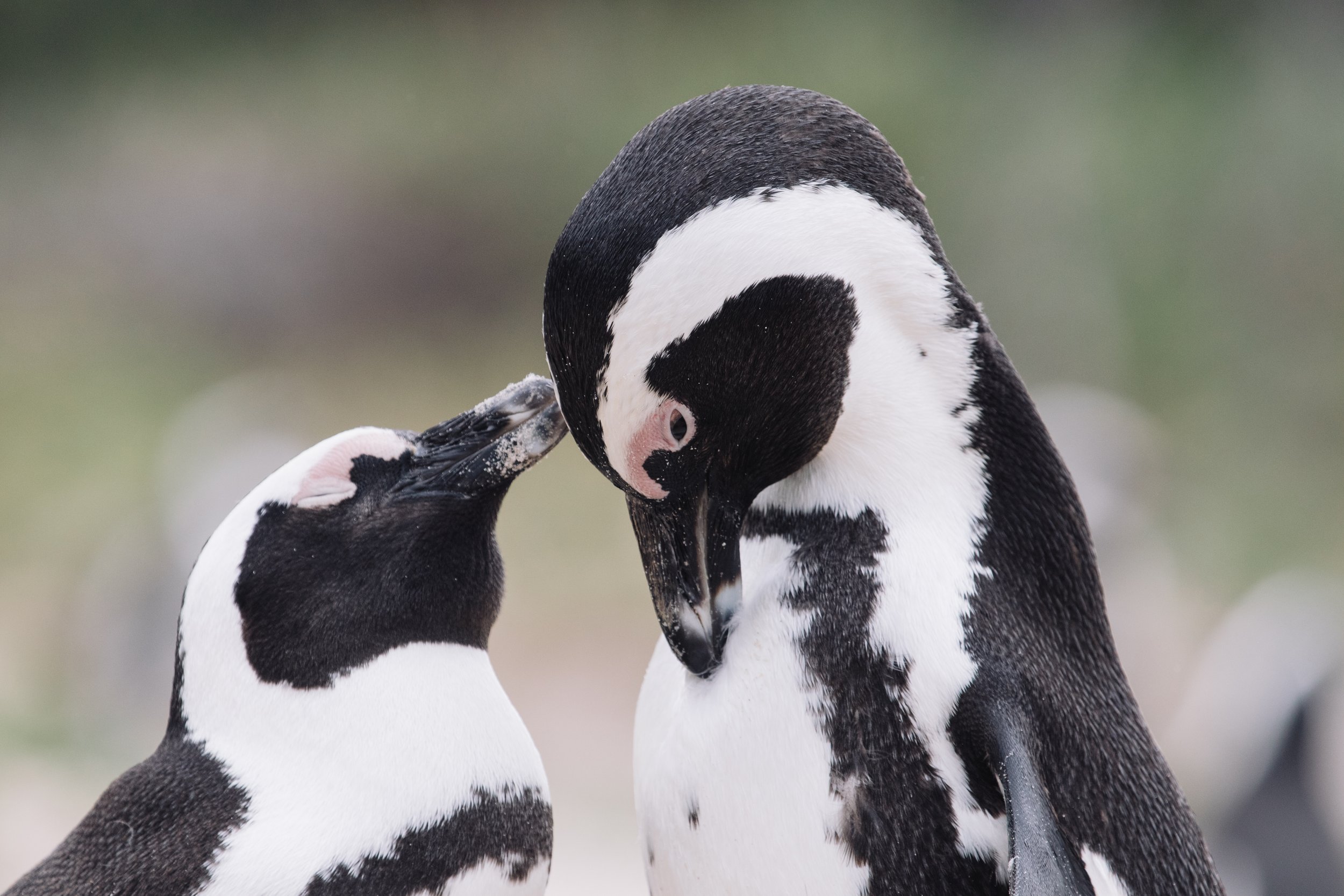 Close-up of two penguins in the sand at Boulders Beach, Table Mountain National Park
