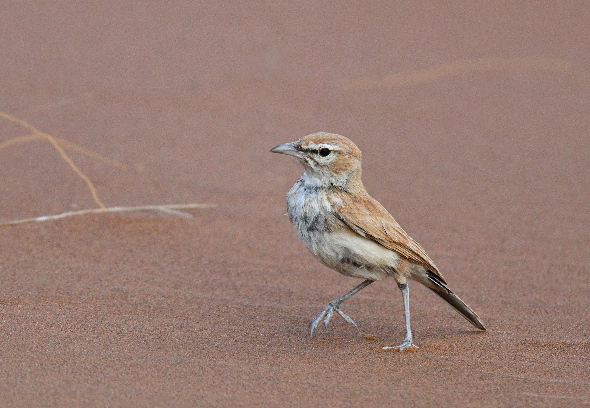 Bird in the Namib Desert