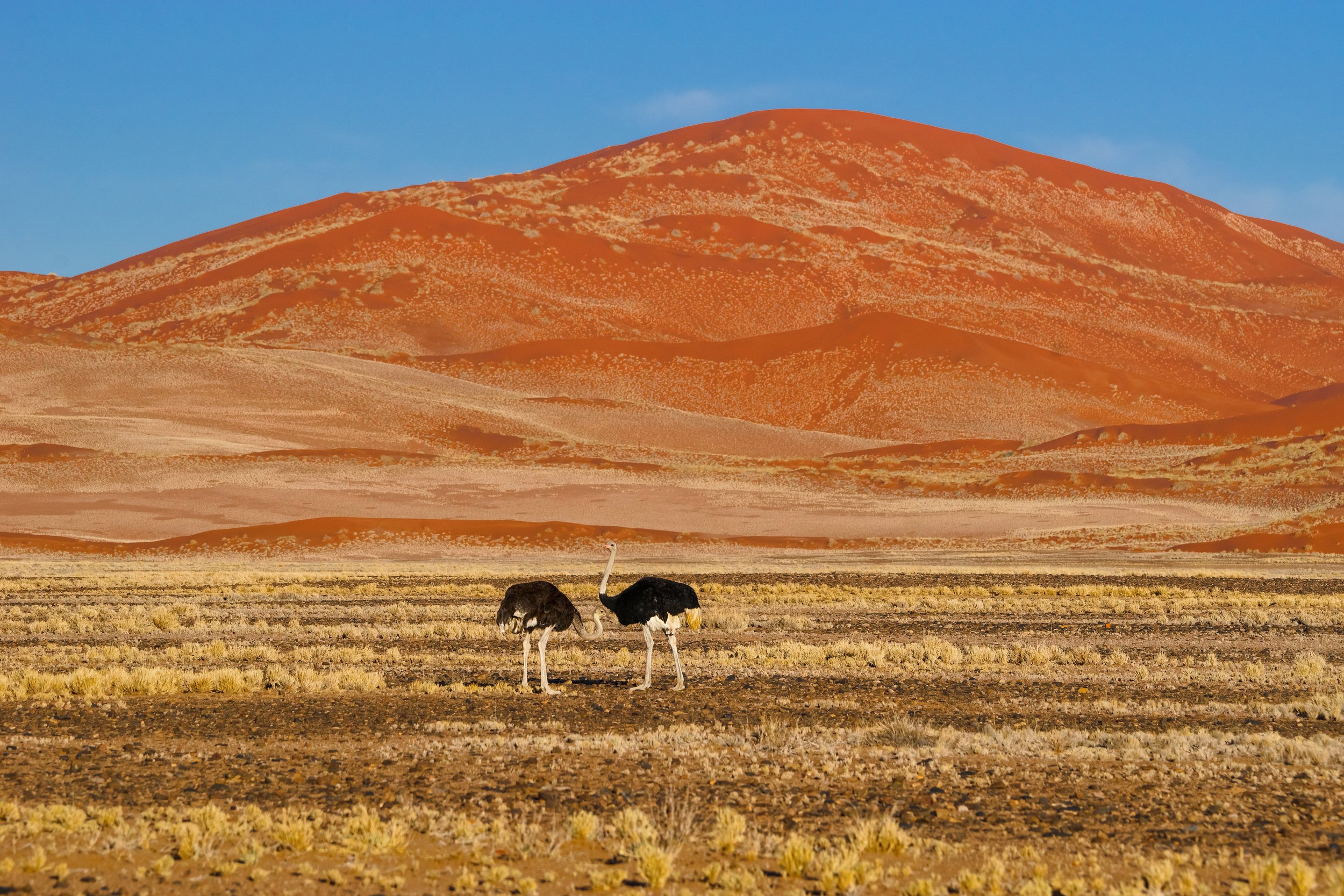 Ostrich in the Namib Desert