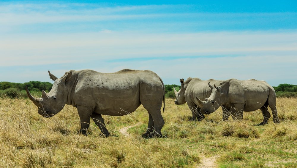 white rhino and blue sky in Botswana