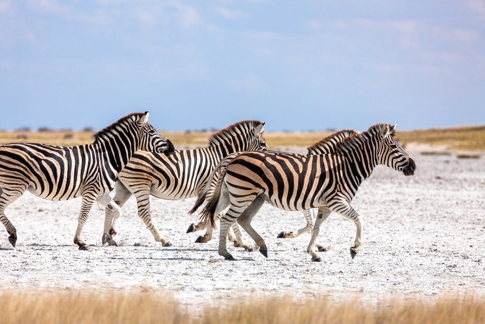 zebra's cantering across the Makgadikadi Salt Pans in Botswana