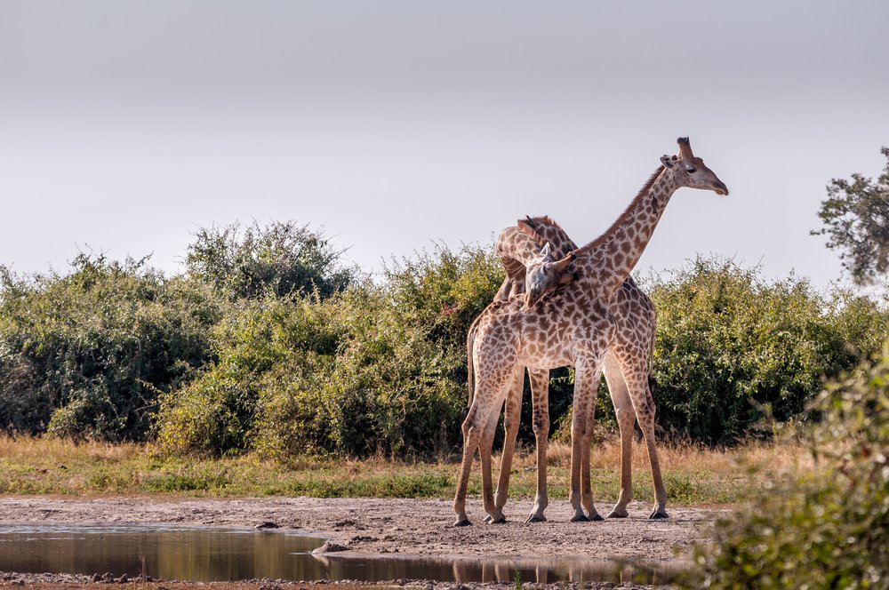 2 giraffe by a waterhole in Botswana