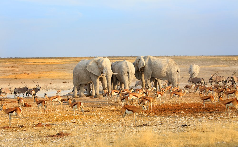 Namibia Etosha elephants, oryxes and springbucks