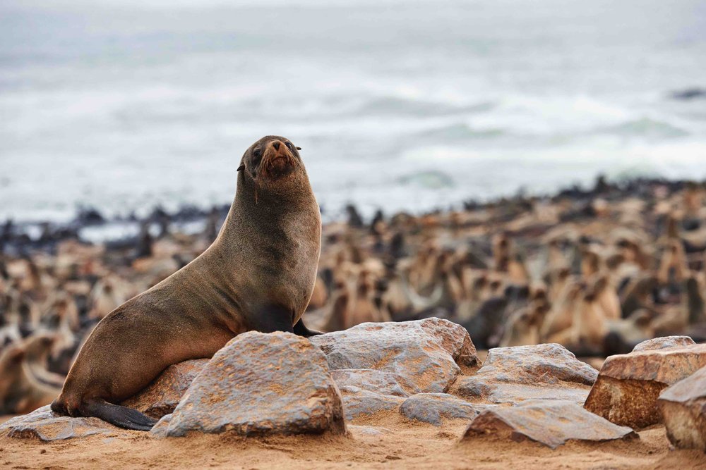 Cape Cross seal, Skeleton Coast, Namibia