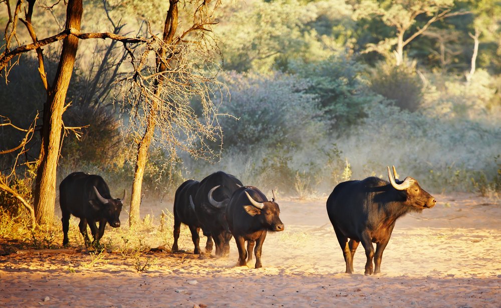 Herd of buffalo in Namibia