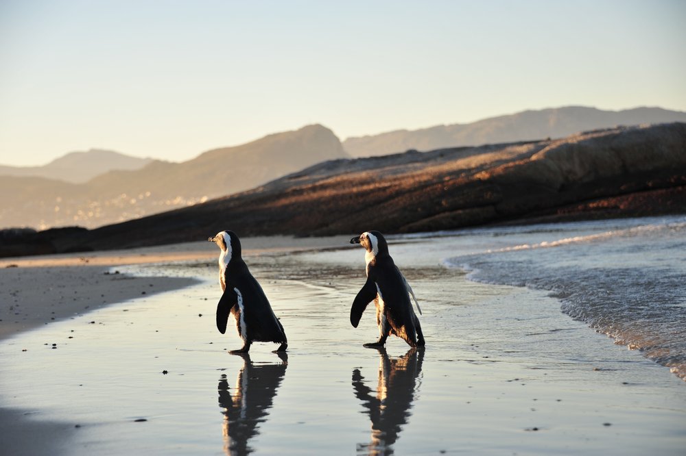African penguins, Boulders Beach, Cape Town
