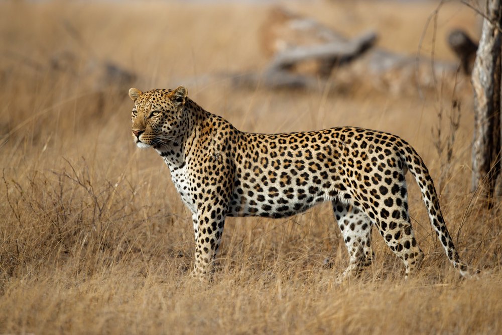Leopard, Sabi Sand Private Game Reserve