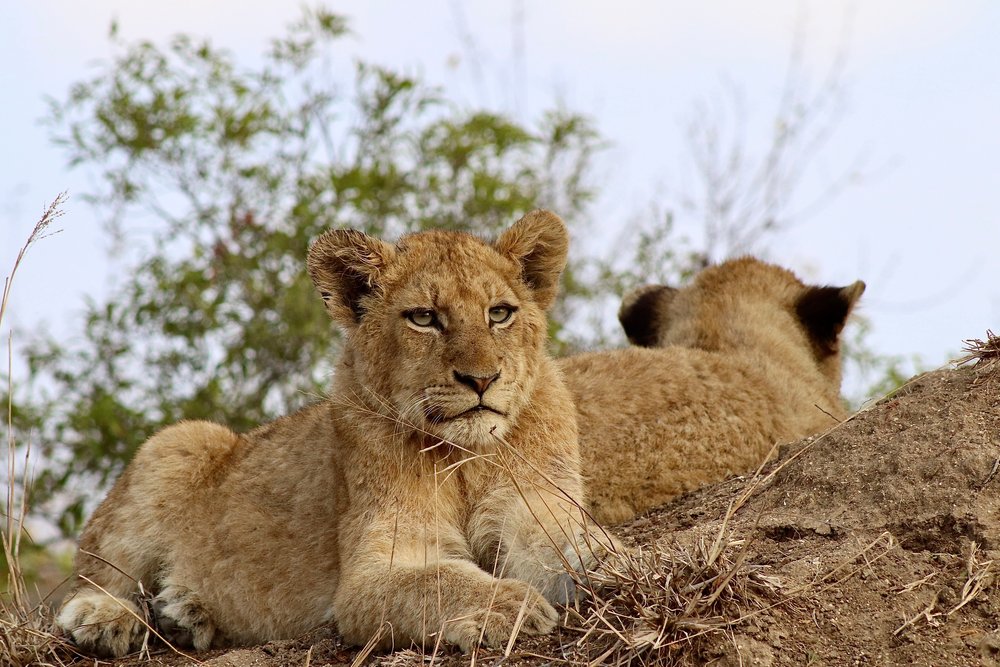 Lion cub, Kruger, South Africa