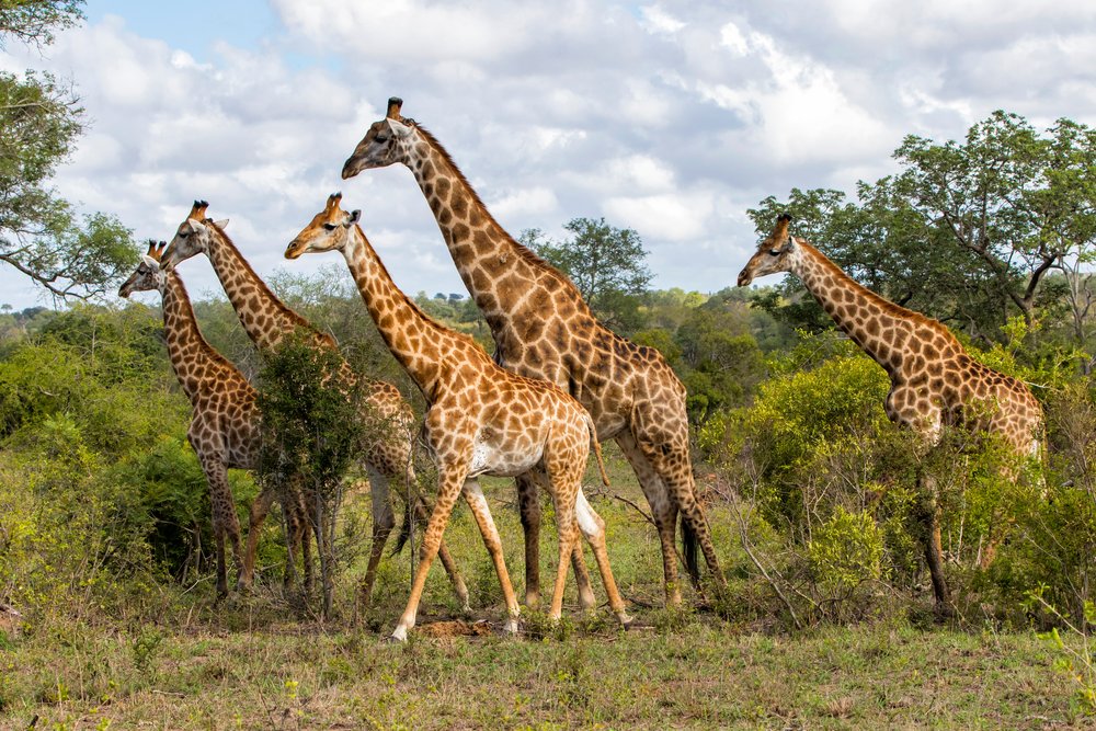 Giraffes in Greater Kruger Sabi Sands Private Reserve