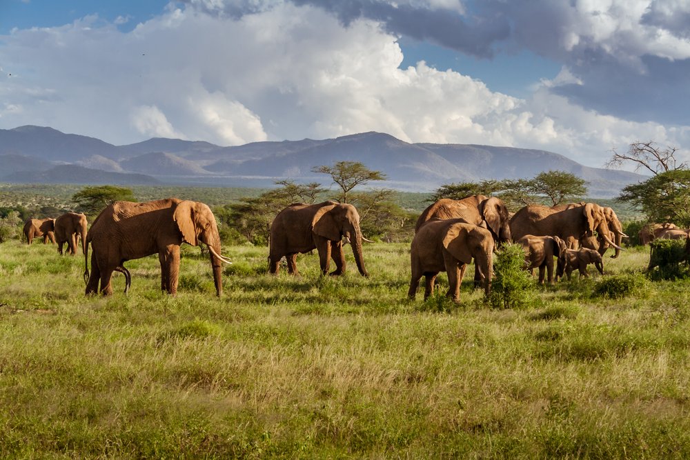 Herd of elephants, Kruger landscape