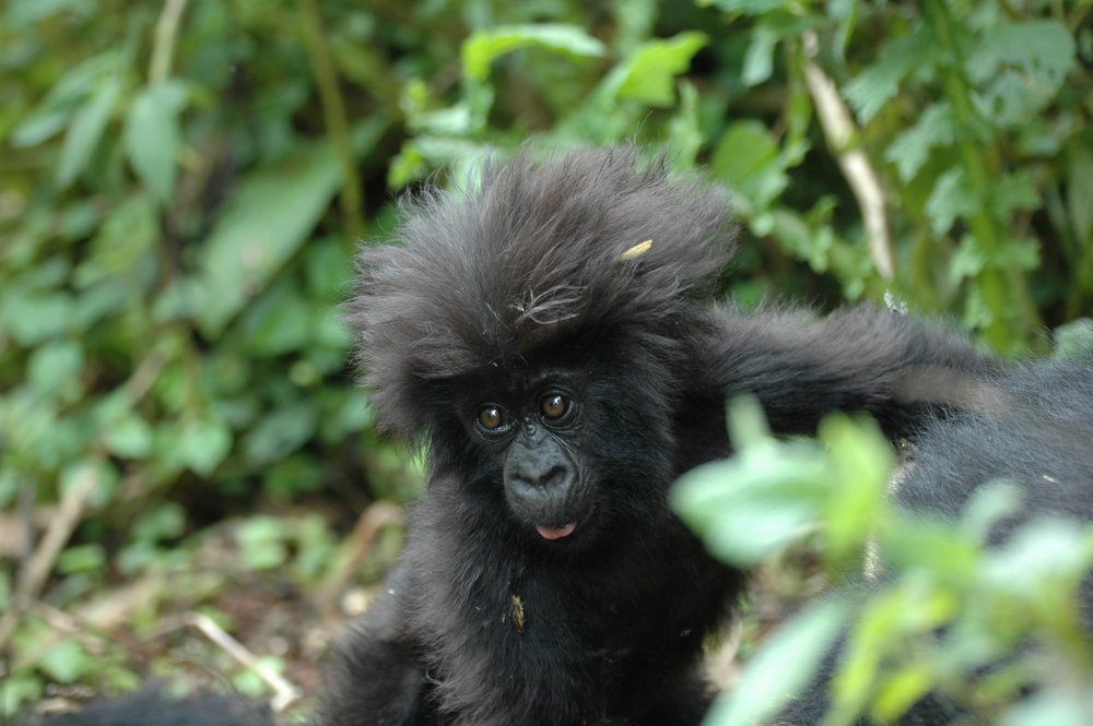 a baby gorilla in Rwanda