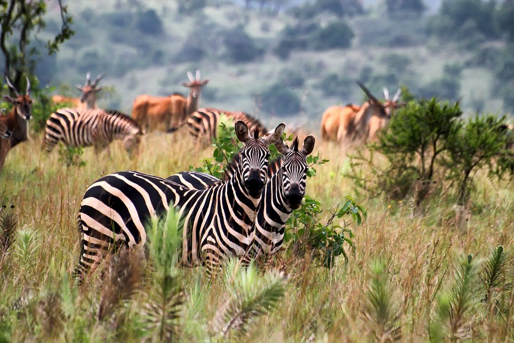 zebras and antelope in Akagera National Park, Rwanda