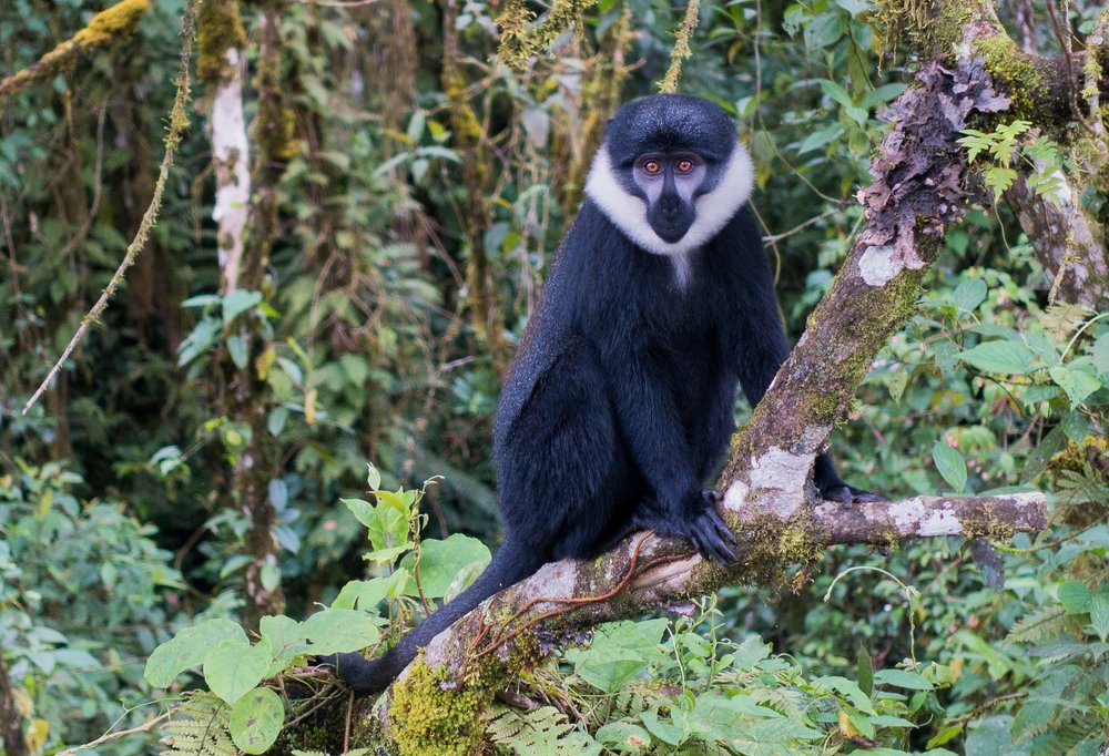 Rwanda, Nyungwe Forest National Park, monkey