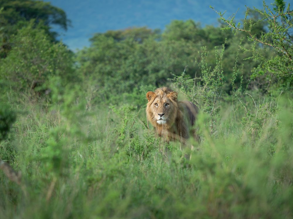a lion in Akagera National Park, Rwanda