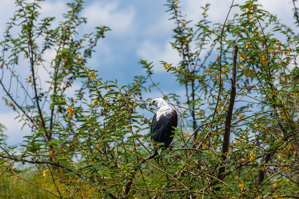 A fish eagle in Akagera National Park, Rwanda