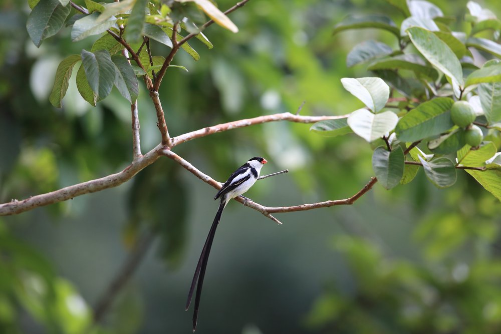 A bird in Volcanoes National Park, Rwanda
