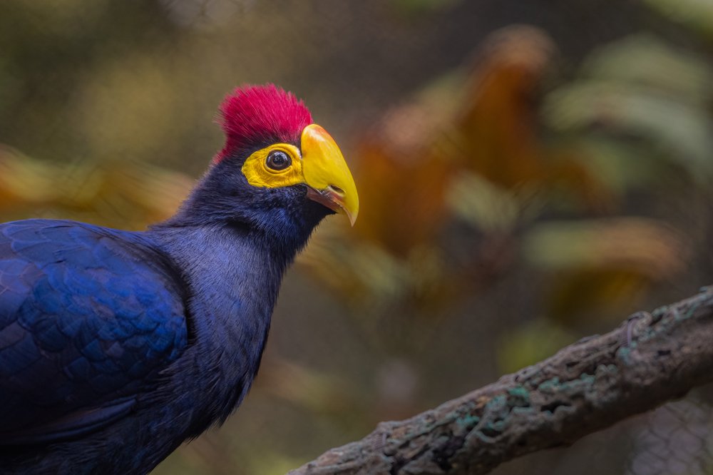 Rwanda, Nyungwe Forest National Park, bird