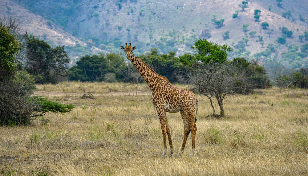 A giraffe in Akagera National Park, Rwanda