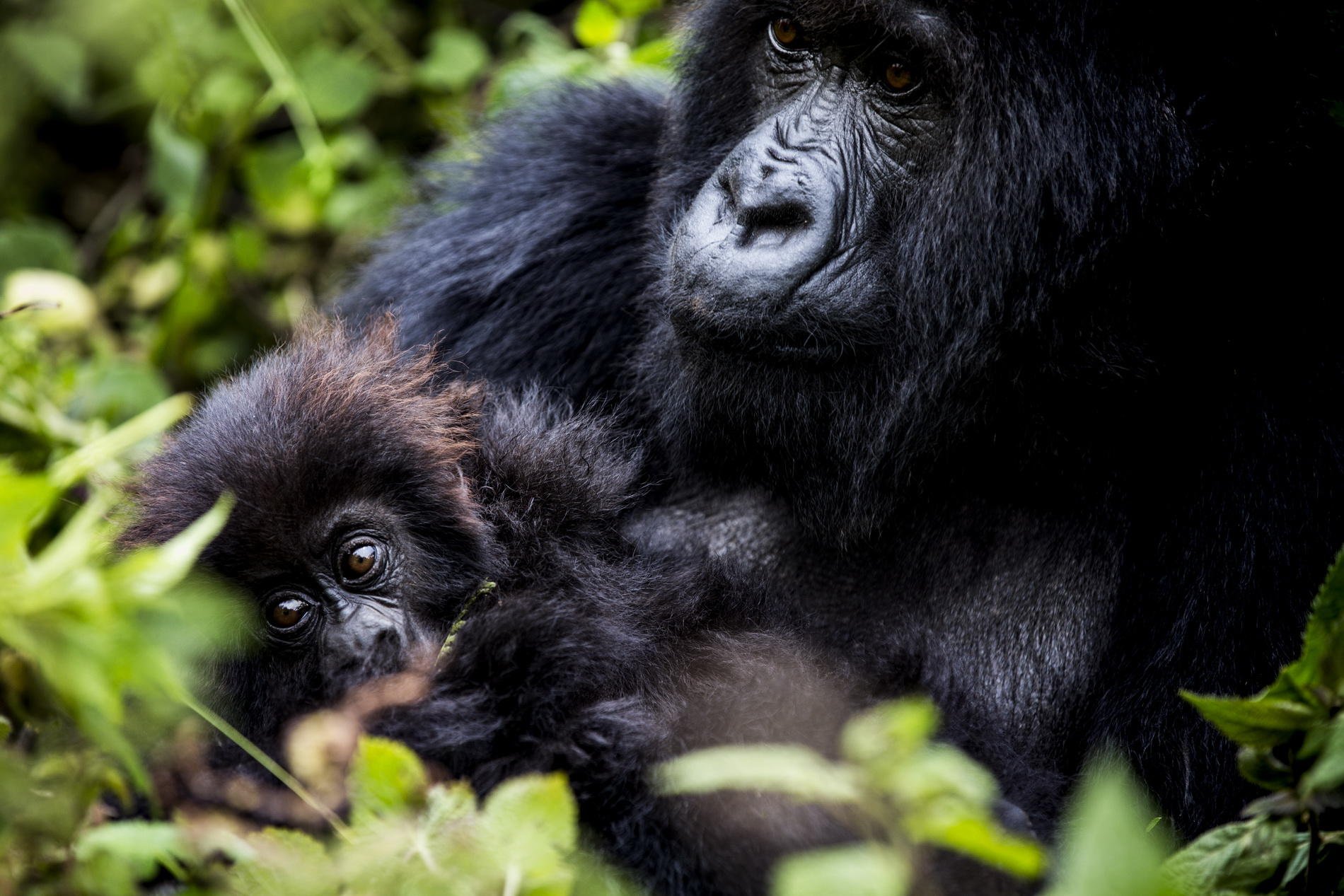 A gorilla and her baby seen an exersion at Bisate Lodge by Wilderness