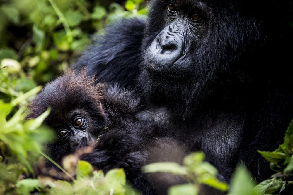 A gorilla and her baby seen an exersion at Bisate Lodge by Wilderness