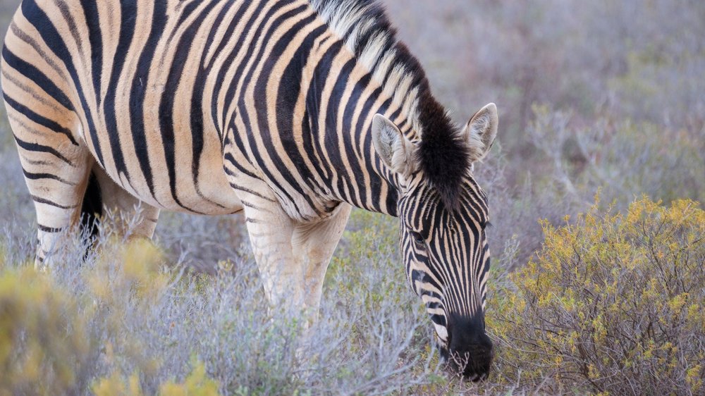 Zebra in Western Cape game reserve