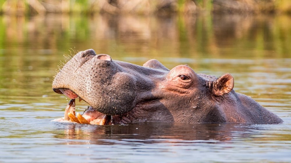 Hippo in the Zambezi Region, Namibia