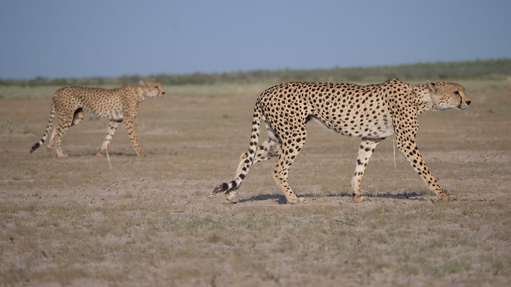 cheetahs in the Central Kalahari in Botswna