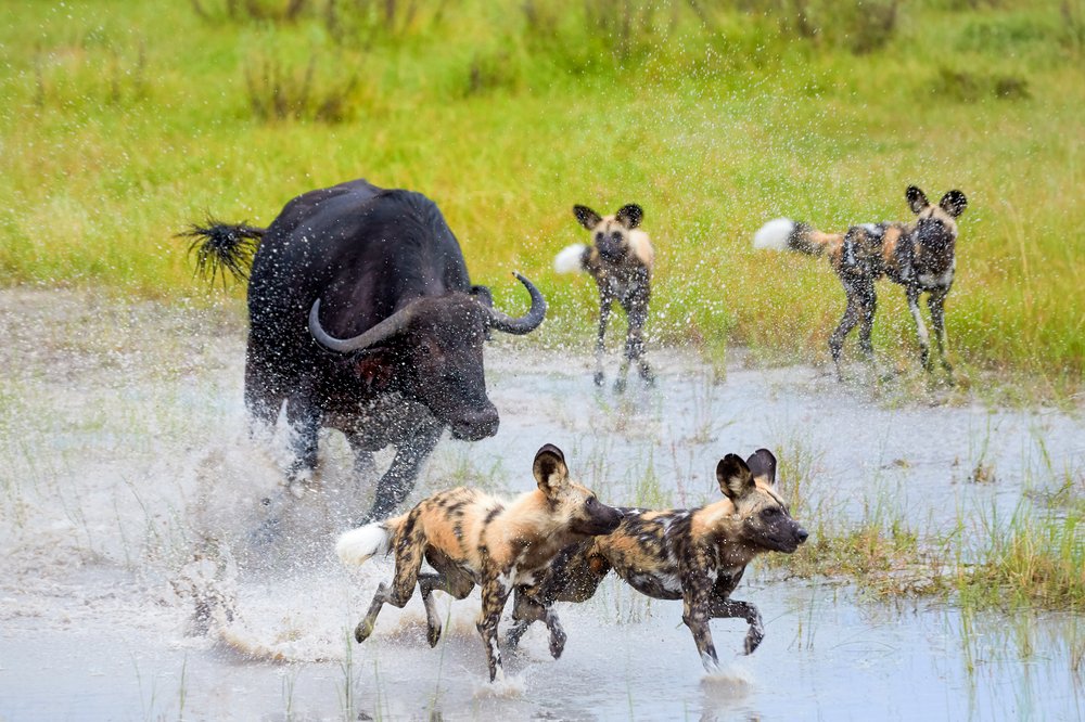 A buffalo chasing 2 wild dog in Botswana
