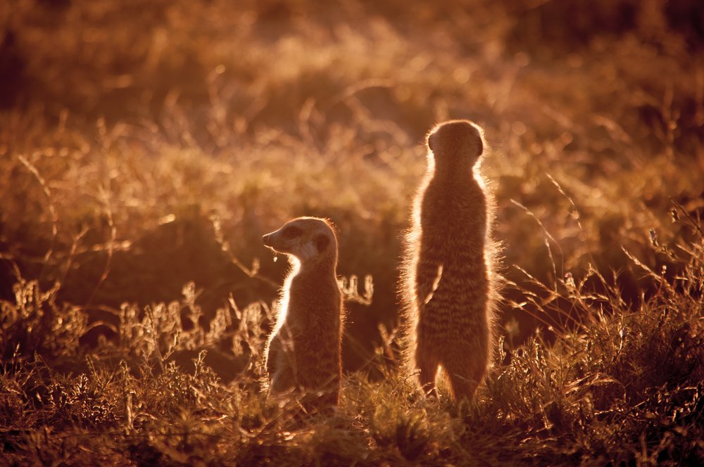 2 meerkats in the Makgadikgadi Salt Pans, Botswana