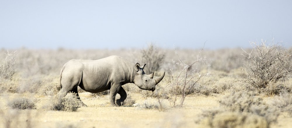 a rhino in Etosha in Namibia