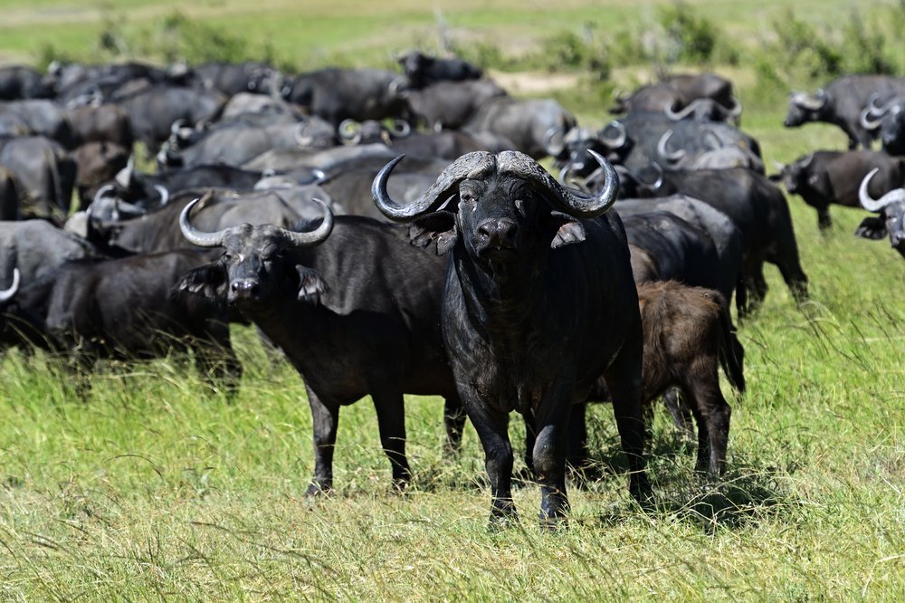 Zambezi, buffalo-maasai-mara.jpg