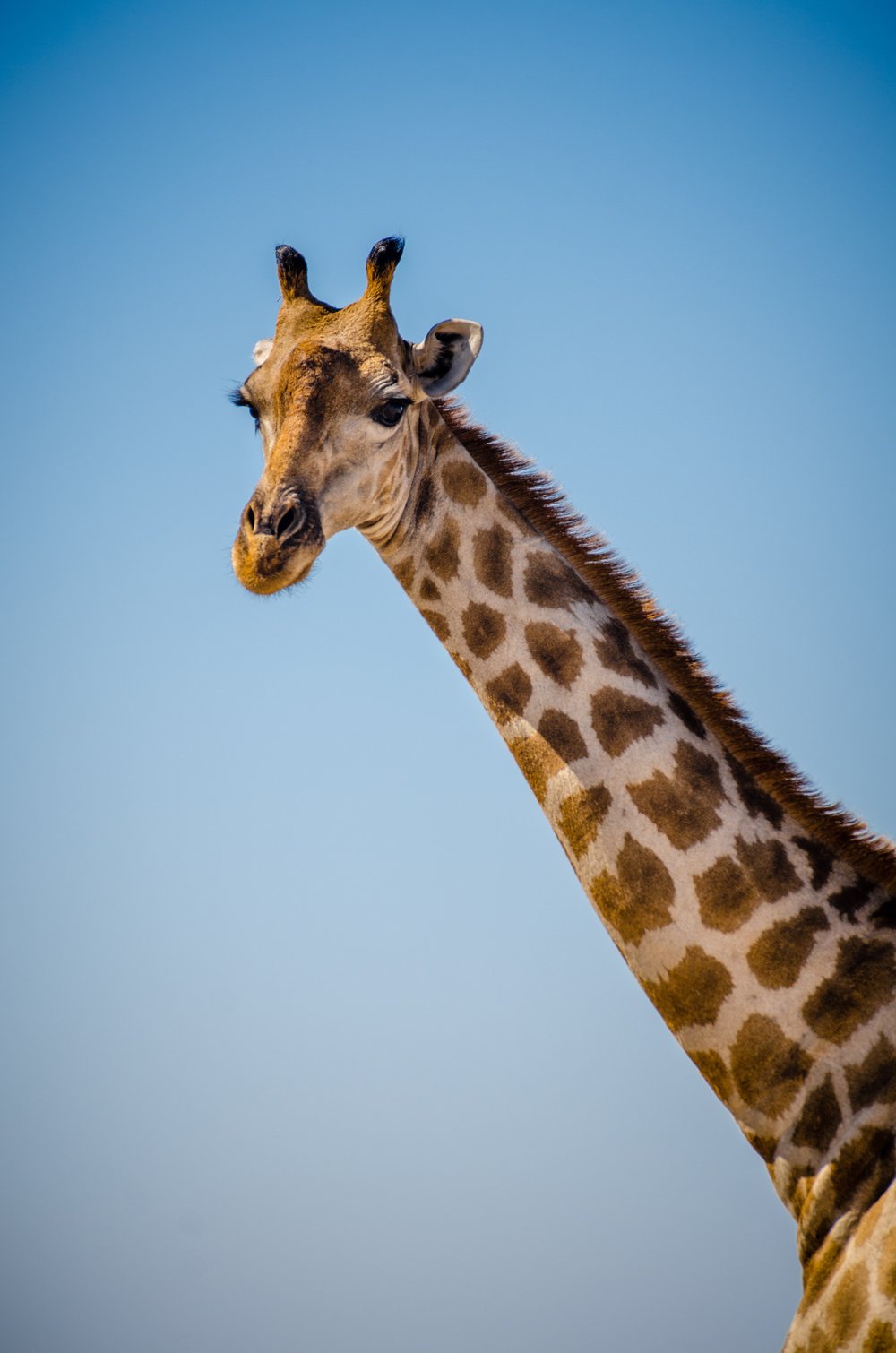 A giraffe in Namibia