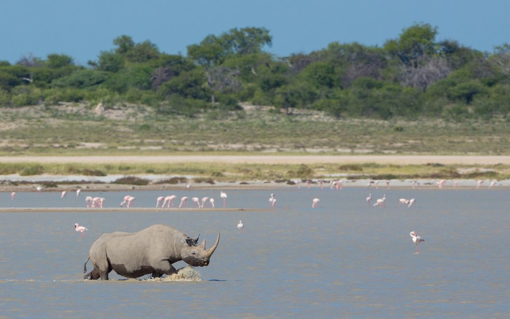 A rhino wading in the water in Etosha, Namibia