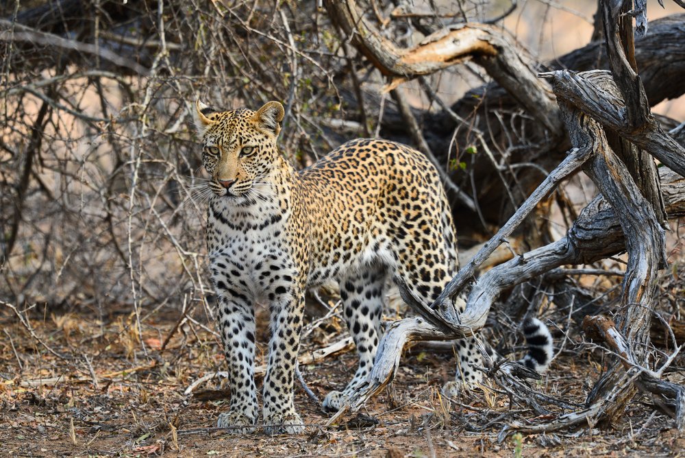 a leopard in Kruger, South Africa