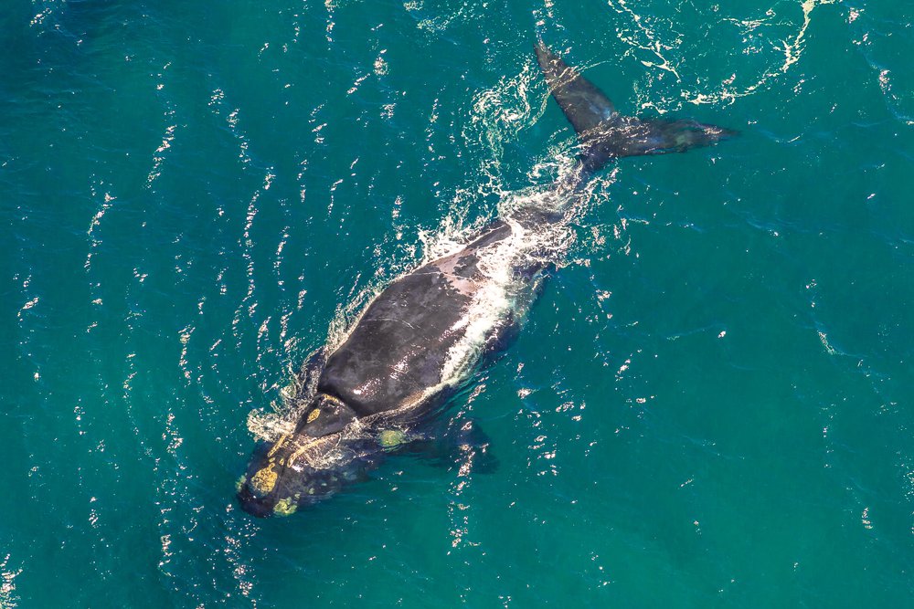an aerial shot of a whale off the coast of Hermanus, South Africa