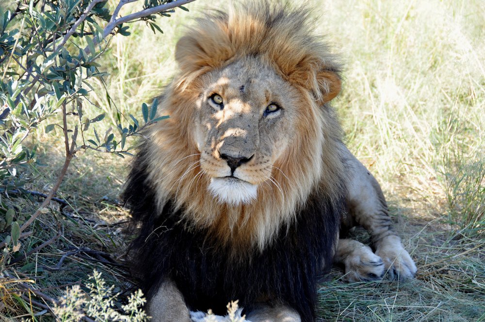 a black maned lion in the Kalahari, Botswana 