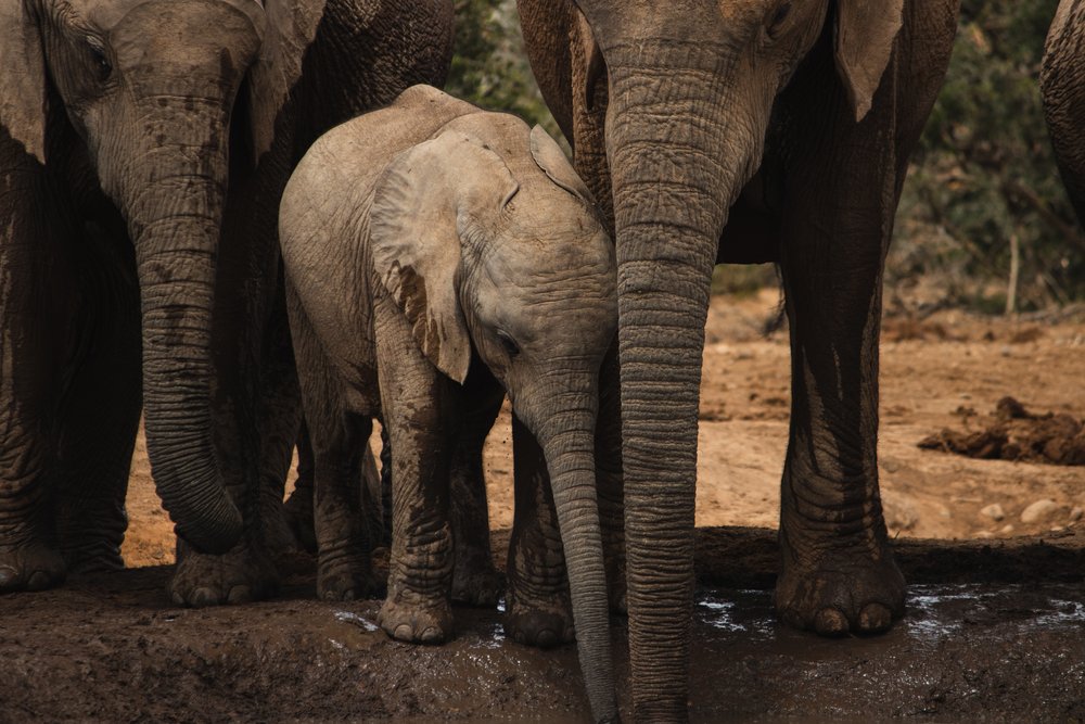 a baby elephant and its mother in Limpopo, South Africa