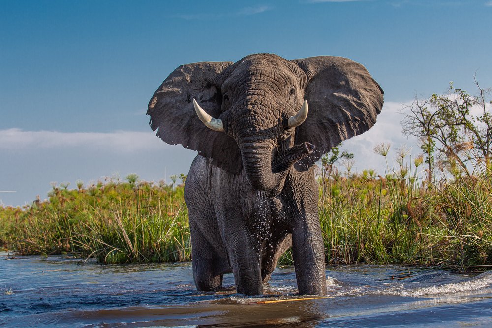 an elephant in the Okavango Delta, Botswana