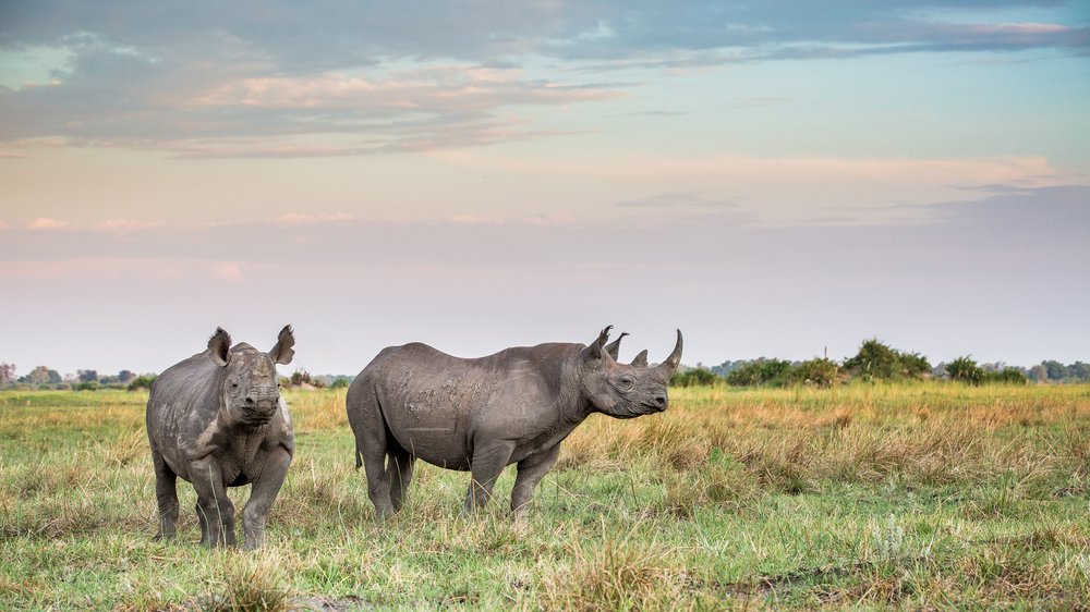 2 rhinos in Moremi Game Reserve, Botswana