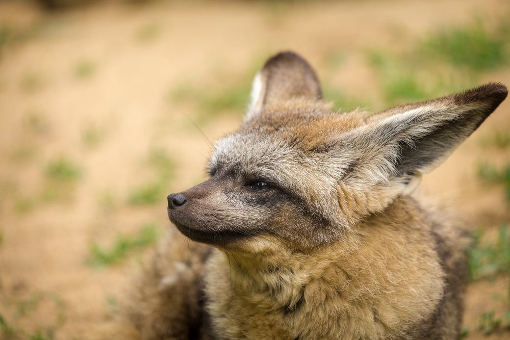 a bat eared fox in Makgadikgadi Salt Pans, Botswana