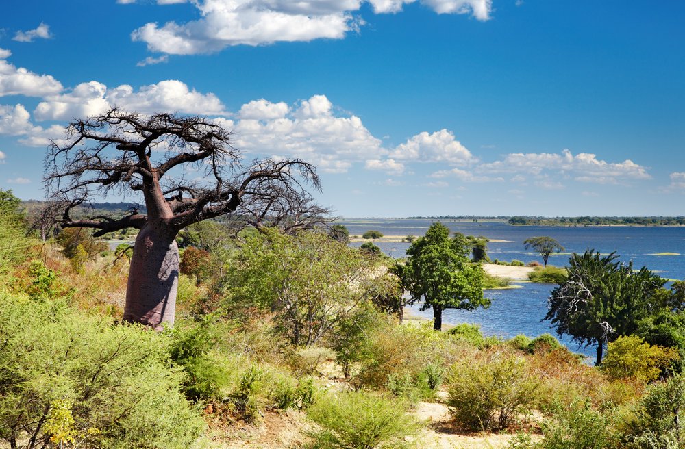 a view of the Chobe river in Chobe National Park. Botswana