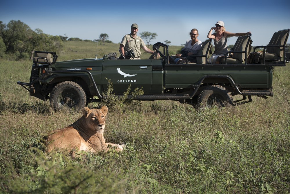 South-Africa-Phinda-Experience-Game-Drive-with-lioness-1.jpg