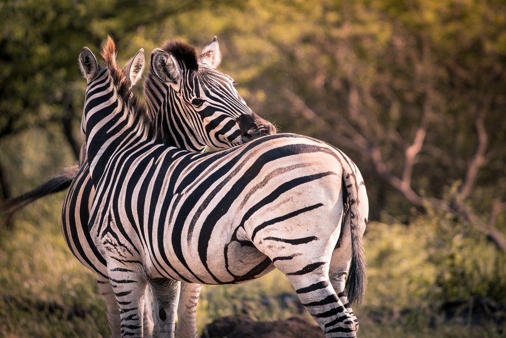 2 zebras in Kruger, South Africa