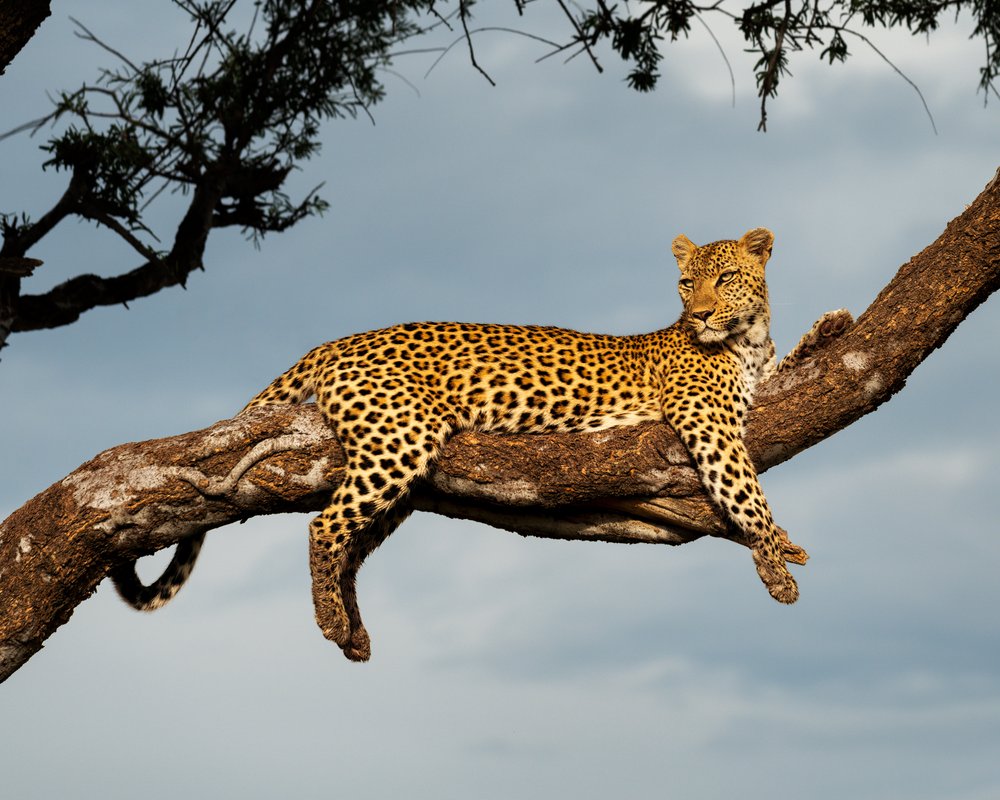 a leopard in Moremi, Botswana