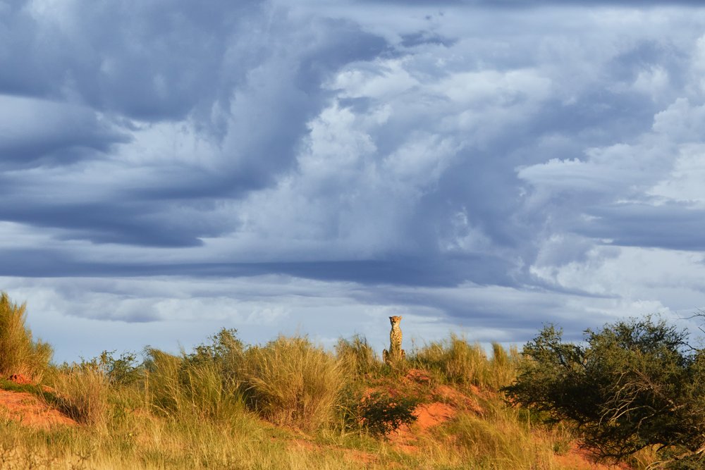 a cheetah in the Kalahari, Botswana