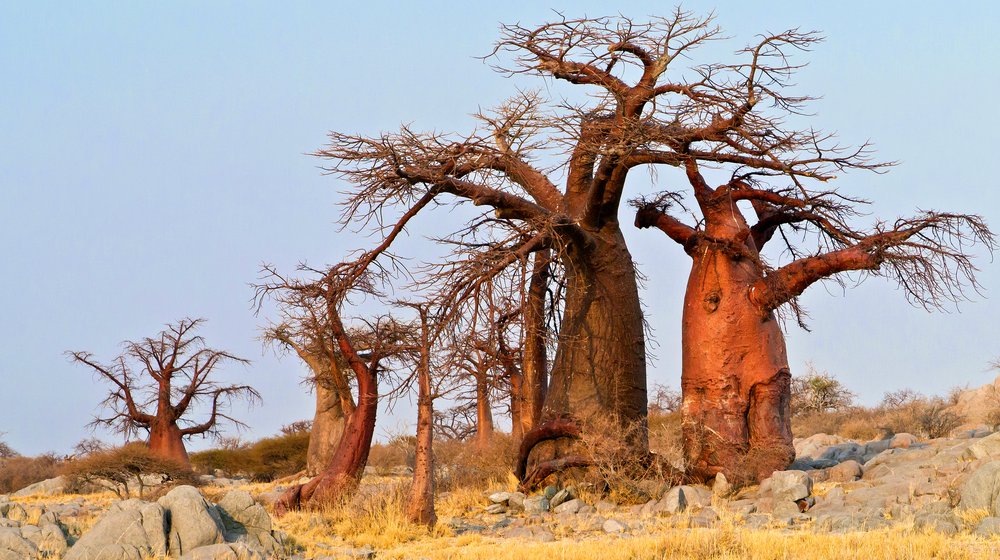 Baobabs on Kubu island in Botswana