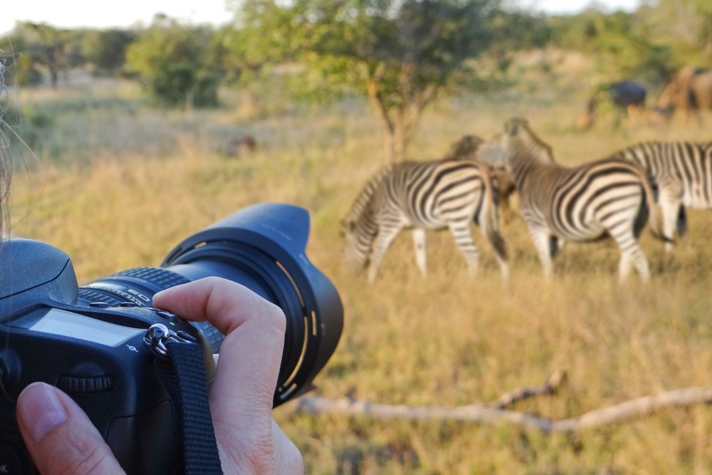 Zebras photographed on a photographic safari experience in South Africa