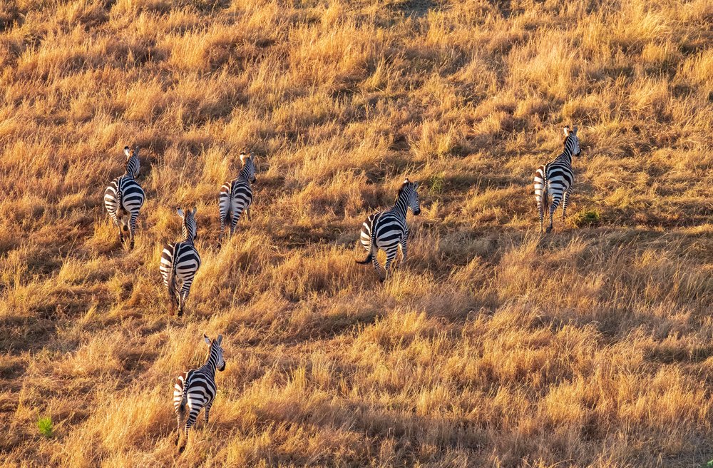 Aerial view of zebras from hot air balloon safari